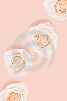 Pattern from pink white rose flowers pastel colored. Natural holiday or spring background. Minimal monochrome card.