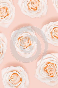 Pattern from pink white rose flowers pastel colored. Natural holiday or spring background. Minimal monochrome card