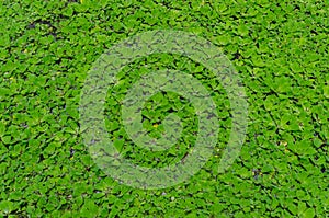 Pattern of the Pistia stratiotes.