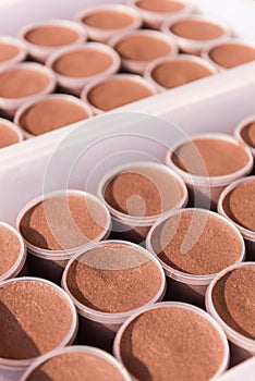 Pattern of planktonic shrimp paste in a plastic jars.