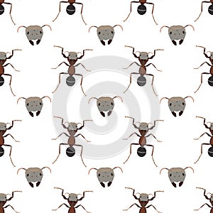 Pattern of ants
