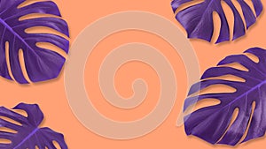 Pattern purple tropical leaf monstera on pastel orange background. Summer concept art. Minimal surreal. Flat lay.