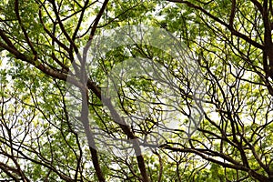 Pattern of a rain tree branches those thrive to the sky