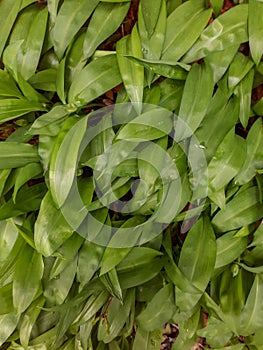A Pattern of Ramsons Wild Garlic Leaves in the Woods