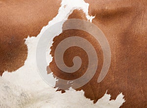 Pattern on red and white hide on side of cow