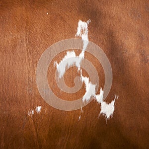 Pattern on red and white hide on side of cow