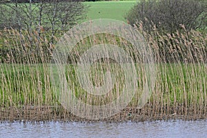 Pattern of Reeds and Fields on Norfolk Broads by River Yare, Surlingham, Norfolk, England, UK