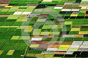 Pattern of ricefield photo