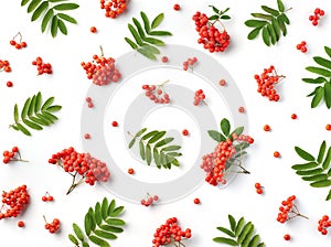 Pattern of ripe rowan berries or red mountain ash and green leaves isolated on white