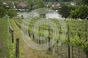 Pattern of rows of grape vines in vineyard in the Wachau Valley on the banks of River Danube in Austria