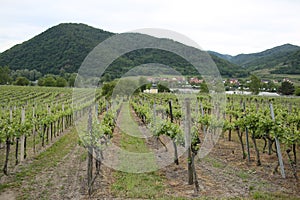 Pattern of rows of grape vines in vineyard in the Wachau Valley on the banks of River Danube in Austria