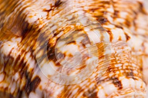 Pattern on a sea shell