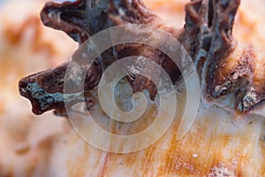 Pattern on a sea shell