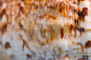 Pattern on a sea shell