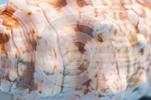 Pattern on a sea shell