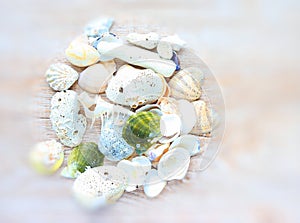 Pattern of sea shells and corals on a light background