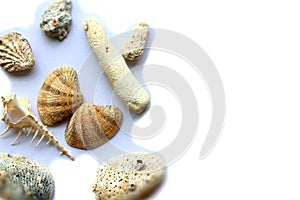 Pattern of sea shells and corals on a light background