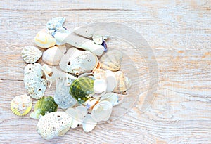 Pattern of sea shells and corals on a light background