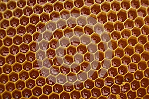 Pattern of a section of wax honeycomb from a bee hive filled with golden honey. Background texture