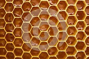 Pattern of a section of wax honeycomb from a bee hive filled with golden honey. Background texture