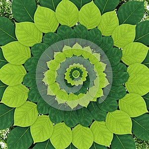 This pattern is set against a background of trees, enhancing the natural