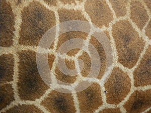 Pattern on side of giraffe