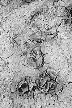 Pattern of silt in shallow waters