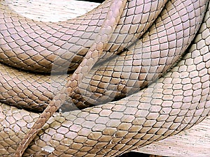 Pattern of Skin on Brown Snake