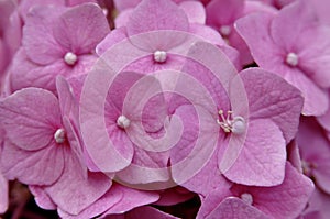 The pattern of the small soft pink flowers