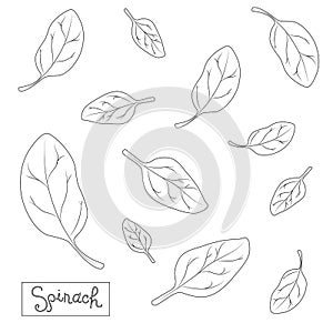 Pattern of spinach leaves in different shapes and sizes. With an inscription on a black and white background