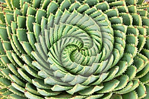 Pattern of spiral aloe