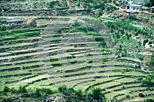 Pattern of step cultivation being adopted in a sloped, mountainous region in Uttarakhand, India