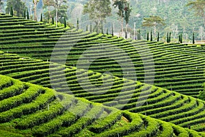 Pattern of tea plantation