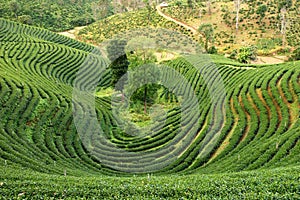 Pattern of tea plantation