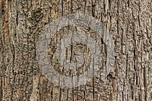 Pattern of teak bark surface