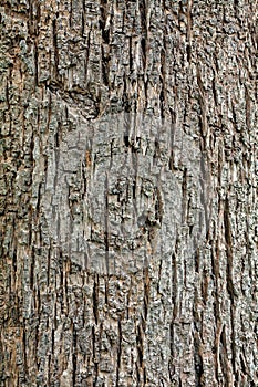 Pattern of teak bark surface evaporation And prevent forest fires.