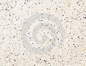 Pattern terrazzo floor or marble beautiful old texture, polished stone wall for background