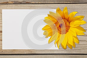 Pattern for text. A white sheet of paper with a sunflower flower on a wooden background