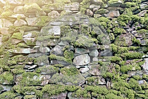 Pattern and texture background of old stone wall covered with clumps of green moss