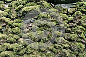 Pattern and texture background of old stone wall covered with clumps of green moss