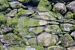Pattern and texture background of old stone wall covered with clumps of green moss