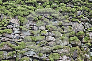 Pattern and texture background of old stone wall covered with clumps of green moss