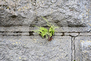 Rusty stone wall texture background. Pattern and texture background of old stone wall covered with clumps of green moss