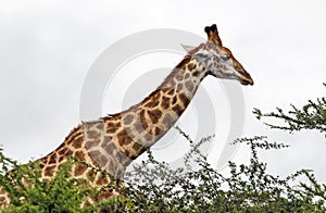 Pattern and Texture of Giraffe Body Against Overcast Sky