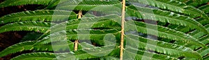 Pattern in texture in nature, closeup of a green sword fern as a nature background