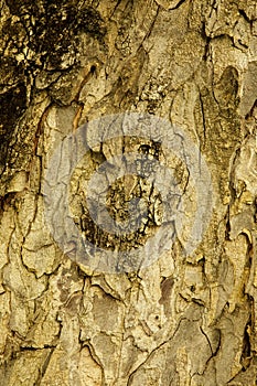 pattern and texture of the Snagbark Hickory, Carya ovata