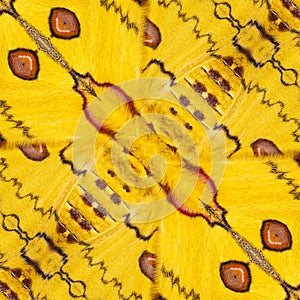 Pattern texture of yellow and red sikkim silk butterfly wing G