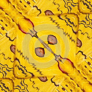 Pattern texture of yellow and red sikkim silk butterfly wing G