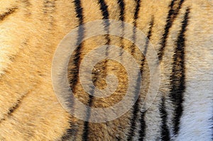 Pattern from the Tiger