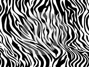 Pattern. Tiger zebra texture abstract background. Animal safari skin white black . Vector jungle strip seamless photo
